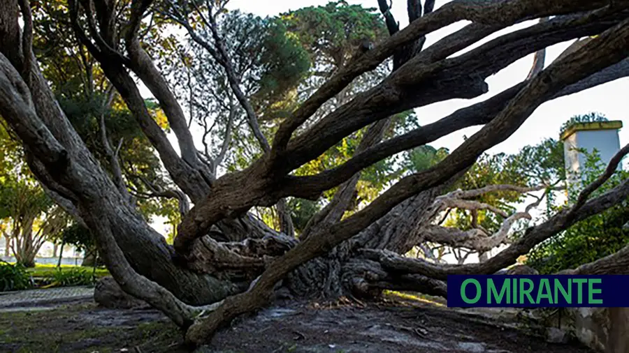 Árvore do chá do Cartaxo candidata a Árvore do Ano de 2022