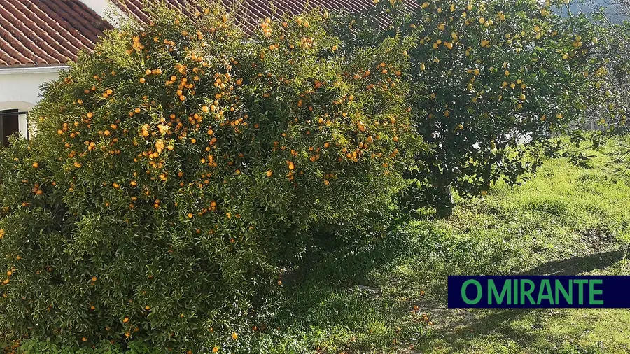 Praga que afecta citrinos detectada em Santarém