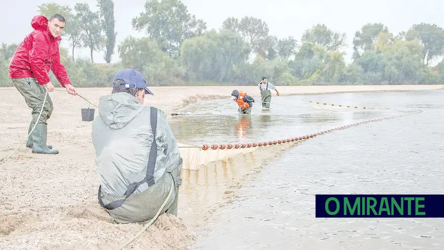 Projecto Megapredator quer avaliar o impacto da predação do siluro sobre os peixes migradores concretamente na época da lampreia e do sável para quantificar o efeito directo sobre estas espécies (foto DR)