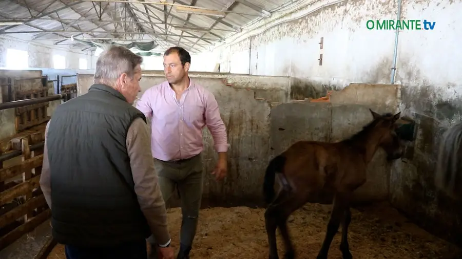 Vídeo. Ladrões de éguas aterrorizam criadores ribatejanos