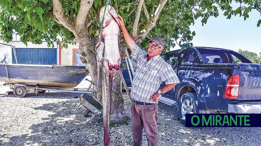 João Cristino apanhou um siluro com 60 quilos e mais de dois metros, na zona do Porto da Palha, em Azambuja. fotoDR