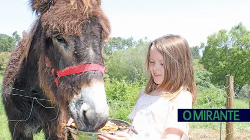 Aluna alimenta o burro que foi baptizado de Baltazar