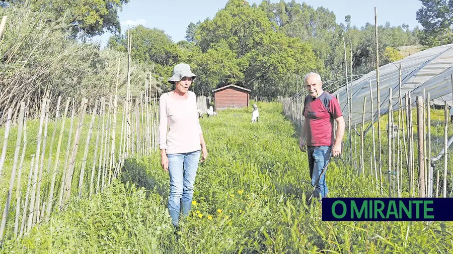 Lina Aragão e João Dias são mais duas vitimas do crime ambiental praticado por um vizinho que usou um herbicida perigoso para matar marmeleiros que dividiam uma propriedade