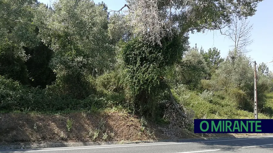 Árvore é foco de risco na EN3 à entrada de Santarém