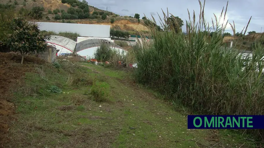 Junto à Estrada da Estação o canavial em terrenos confinantes ameaça a propriedade de Manuel Cunha