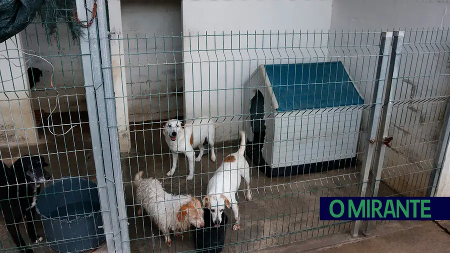 Canil ilegal na Caniceira, Vale de Cavalos, alberga mais de sete dezenas de cães