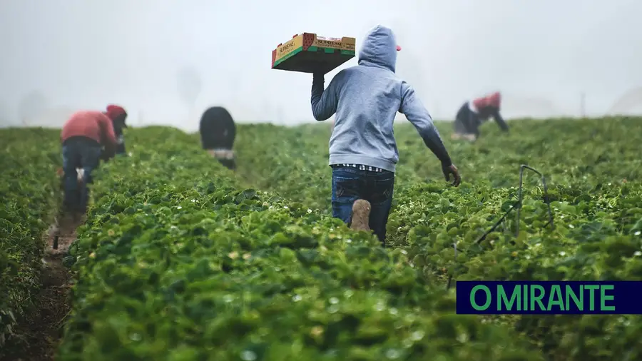 Trabalhadores com baixas qualificações em Portugal são o dobro da média europeia