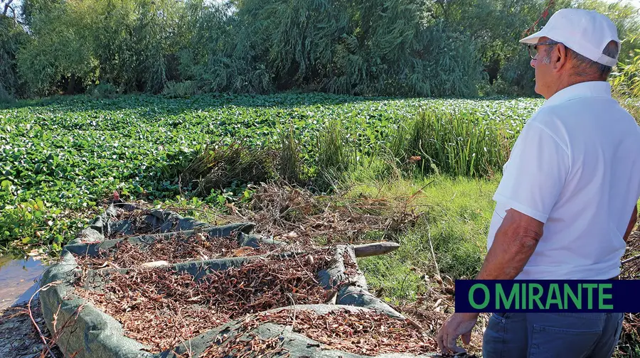 Rio Sorraia na Aldeia do Peixe, em Benavente, coberto de jacintos aquando da operação de limpeza levada a cabo pela APA