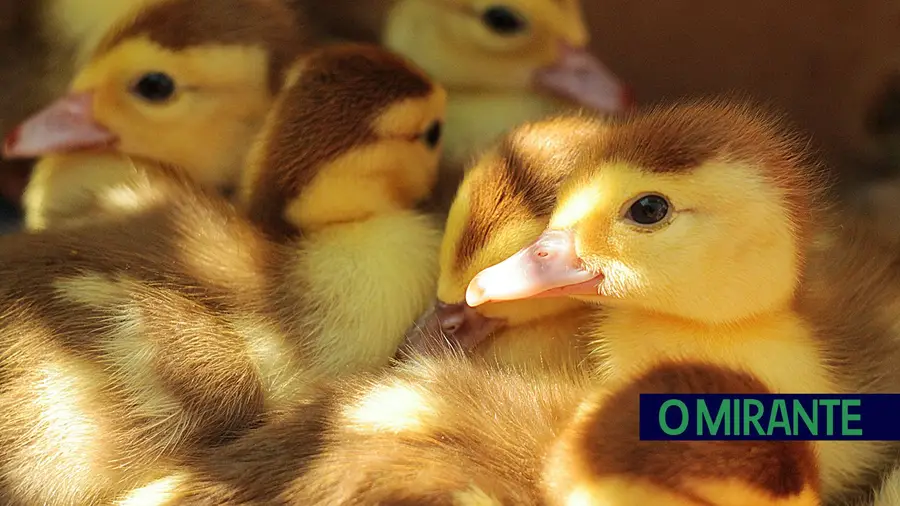 FOTO ILUSTRATIVA – FOTO DR