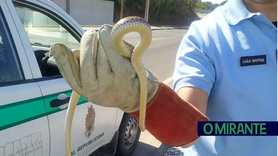 Cobra-rateira capturada em zona habitacional de Almeirim