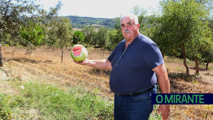 Horta de António Guedes foi dizimada pelos animais