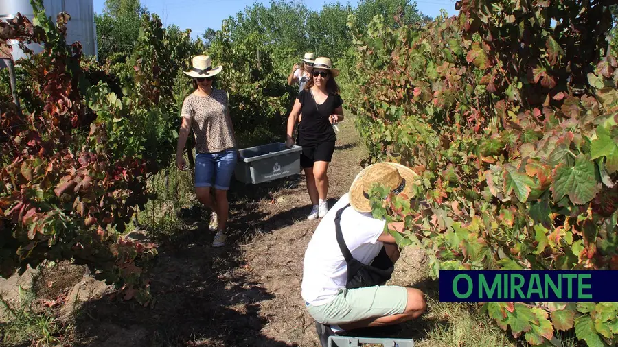 Um dia a vindimar e pisar uvas na Companhia das Lezírias