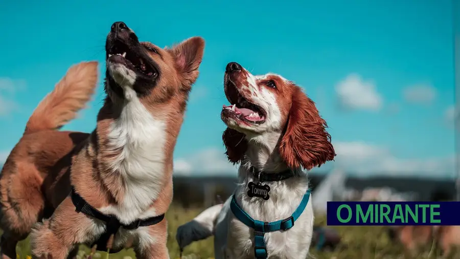 Santarém celebra Dia Mundial do Animal com actividades lúdicas