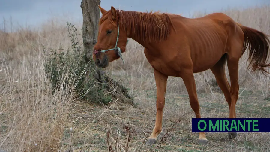 Município de Azambuja intervém em exploração com cavalo ferido