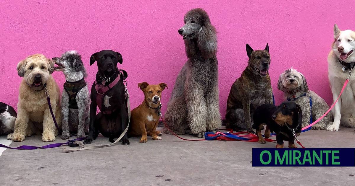 Férias de Verão concentram 40% dos abandonos de animais