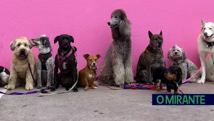 animais estimacao caes cao