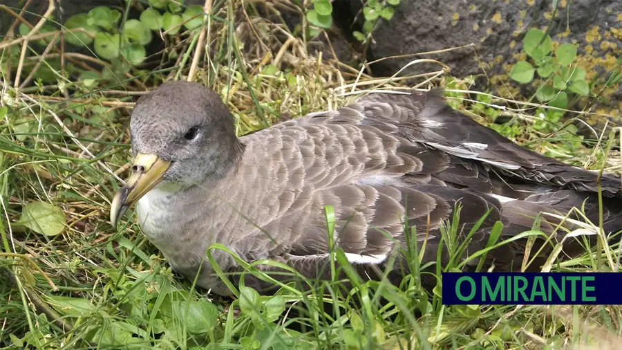 foto ilustrativa – foto dr