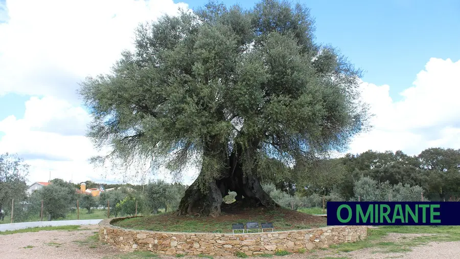 Abrantes apresenta livro “Oliveira do Mouchão, Monumento Vivo”