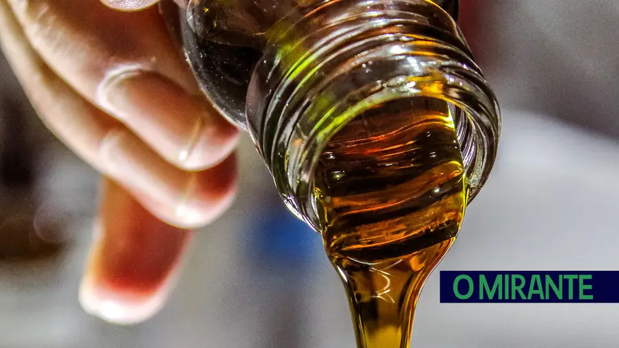 Debate em Santarém sobre o futuro do olival e do azeite no Ribatejo