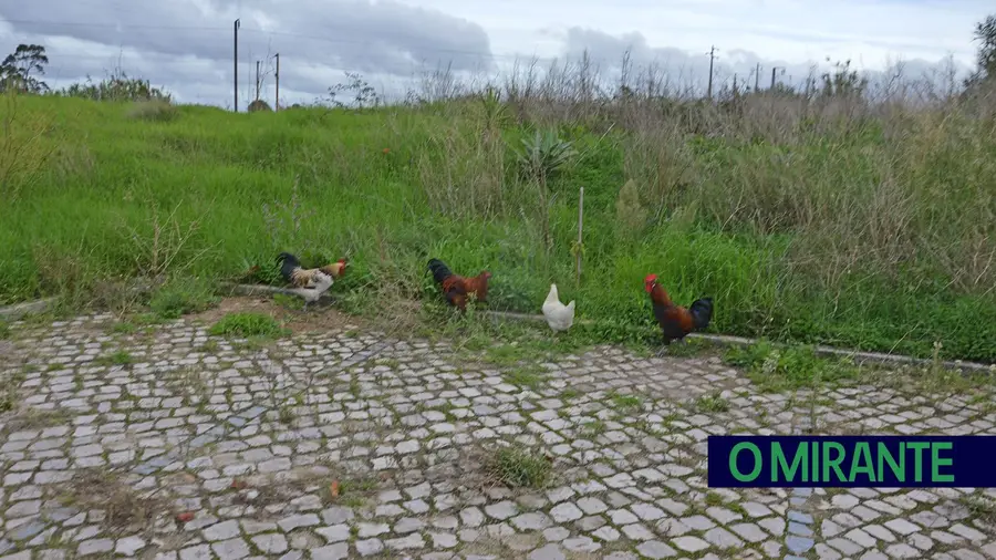 A vida encontra um caminho…