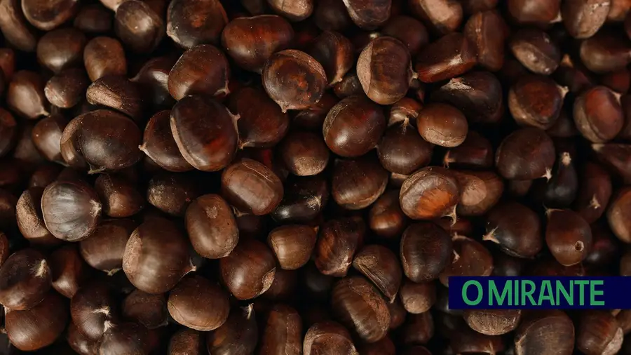 castanhas castanhas