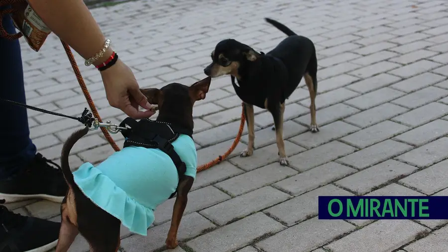 Fica-te bem esse vestidinho! Fica-te bem esse vestidinho!
