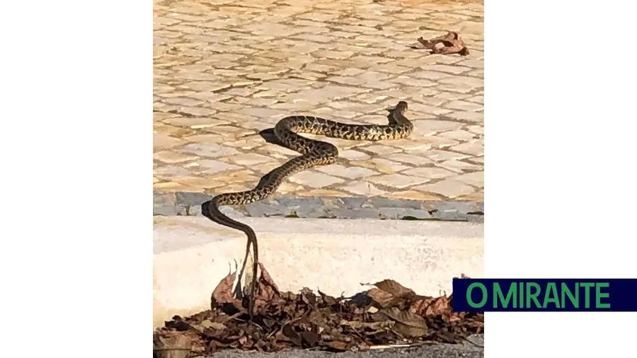 Uma visita inesperada Uma visita inesperada