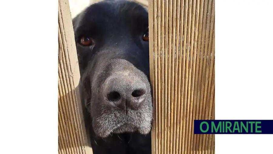 Bombeiro espanca cão com barra de ferro em Vila Nova da Barquinha