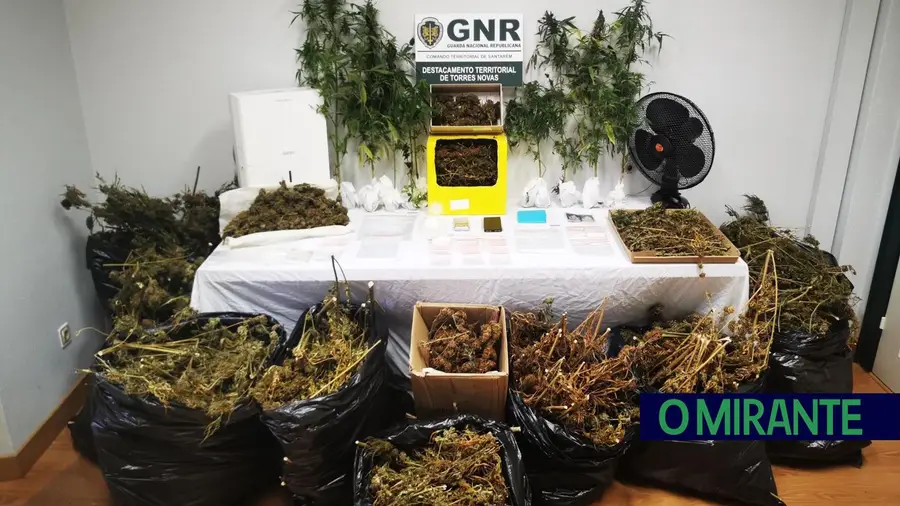 Mulher detida na posse de mais de 4 mil doses de canábis Mulher detida na posse de mais de 4 mil doses de canábis