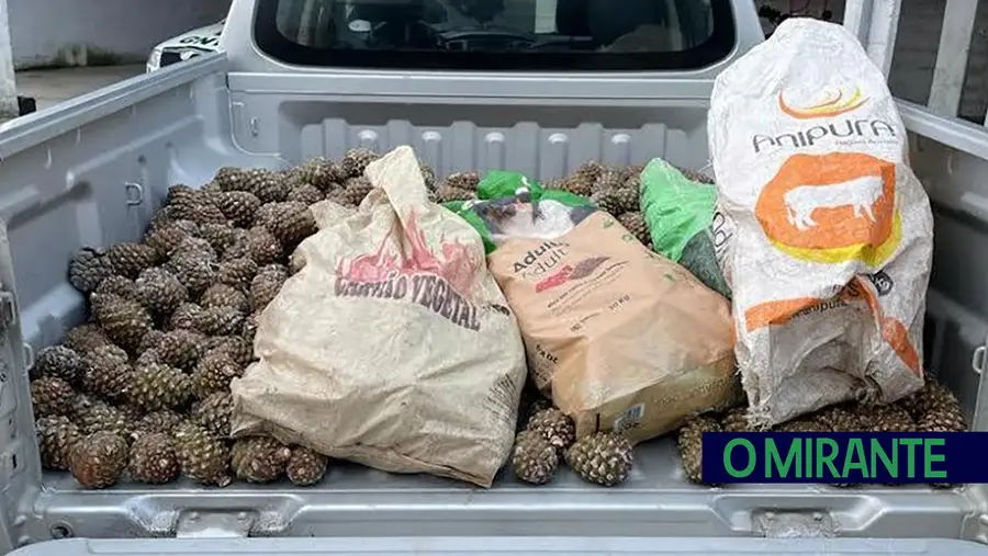 GNR apreende 295 quilos de pinhas mansas no concelho de Coruche