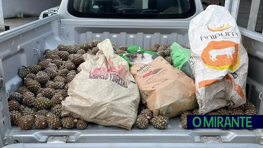 GNR apreende 295 quilos de pinhas mansas no concelho de Coruche GNR apreende 295 quilos de pinhas mansas no concelho de Coruche