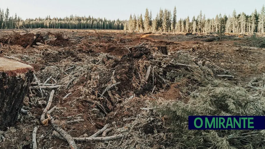 Europa deixa de importar cacau, café e soja produzidos em regiões desflorestadas