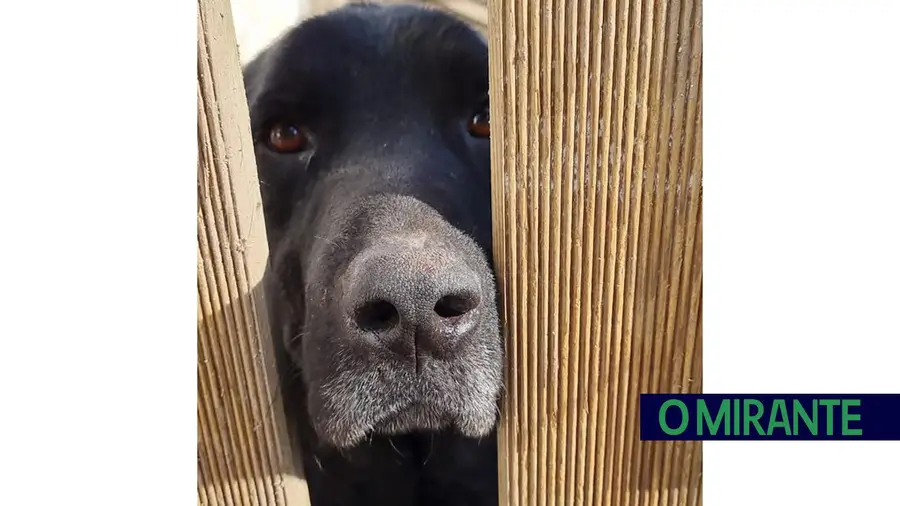 Bombeiro da Barquinha abandona corporação depois de espancar cão com barra de ferro Bombeiro da Barquinha abandona corporação depois de espancar cão com barra de ferro