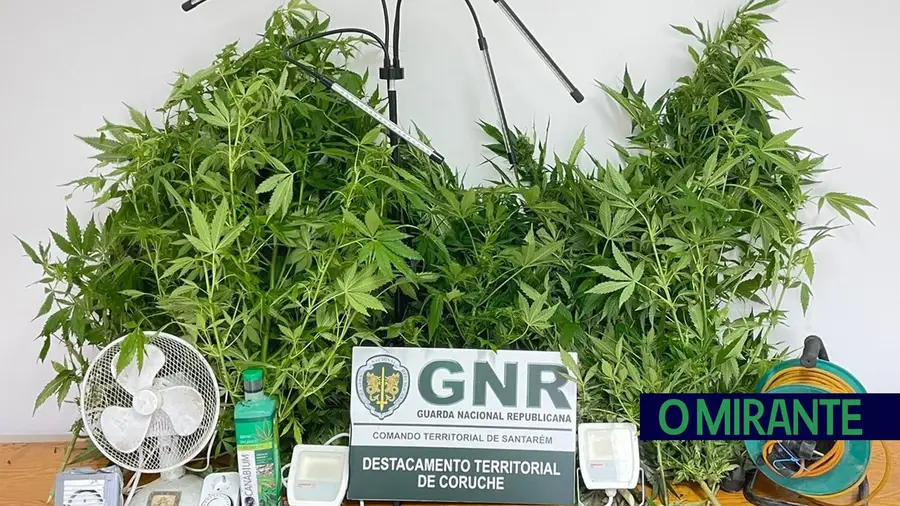 Três detidos por tráfico de droga em Benavente Três detidos por tráfico de droga em Benavente