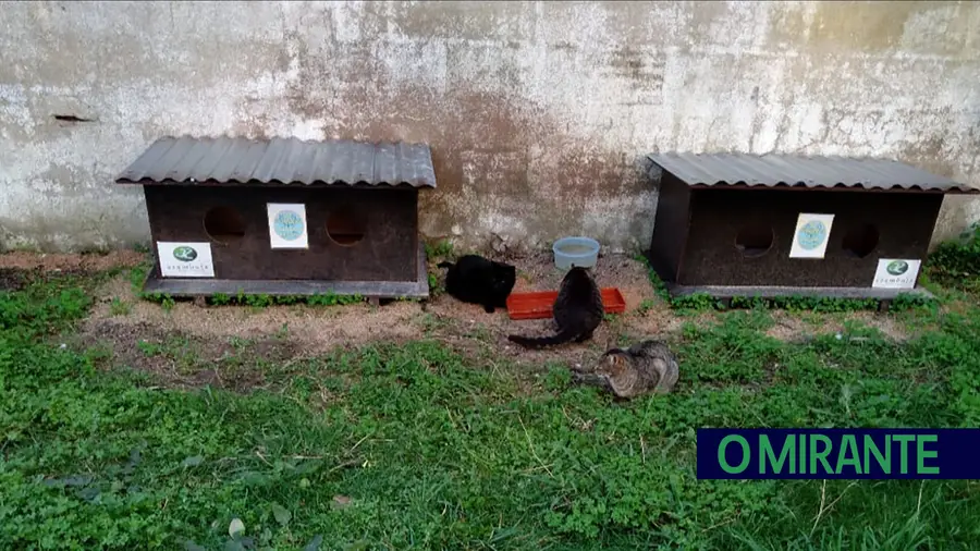 Colónia de gatos envenenada em Aveiras de Cima