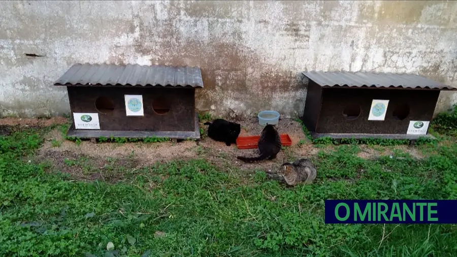 Esterilização gratuita de cães e gatos em Santarém