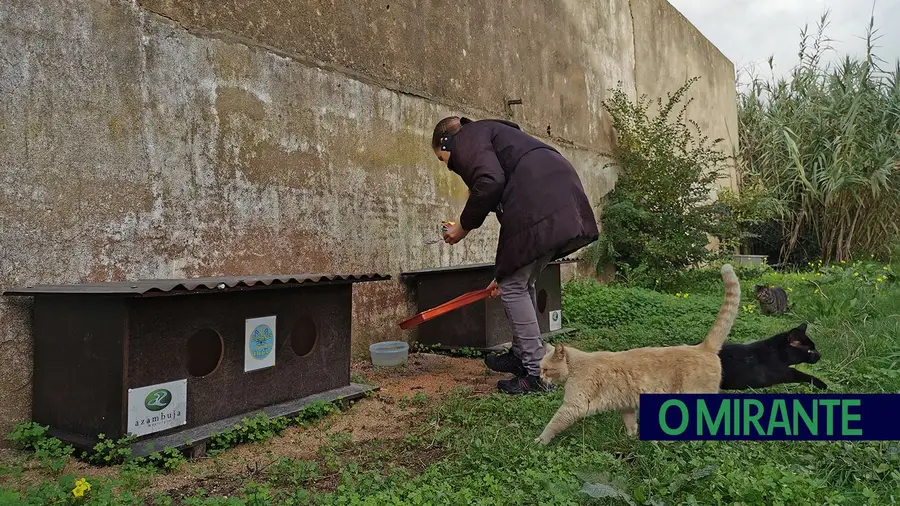 Colónia de gatos envenenada em Aveiras de Cima Colónia de gatos envenenada em Aveiras de Cima