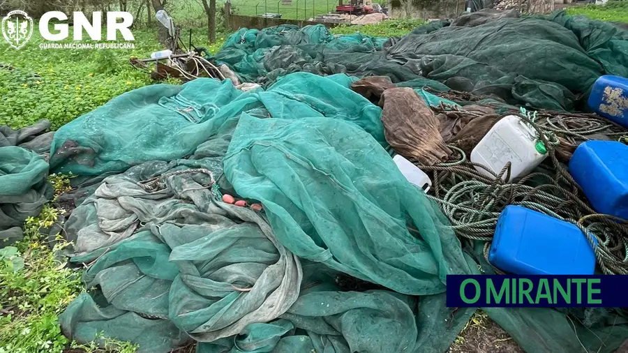 GNR apreende redes de captura ilegal de meixão no rio Tejo