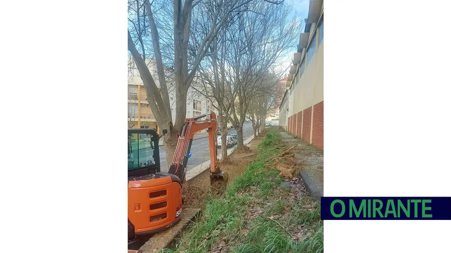 Plátanos abatidos em Torres Novas para fazer corredor pedonal Plátanos abatidos em Torres Novas para fazer corredor pedonal