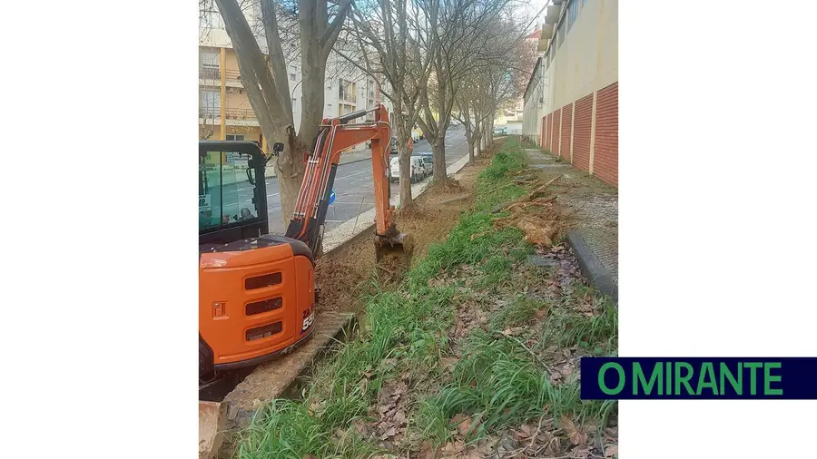 Plátanos abatidos em Torres Novas para fazer corredor pedonal