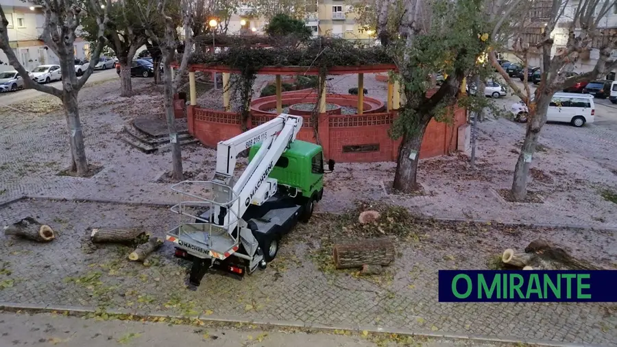 Começou o abate de árvores na Cova do Bicho em Alverca Começou o abate de árvores na Cova do Bicho em Alverca