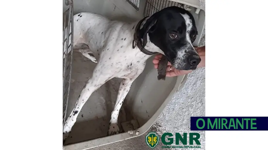 GNR recupera em Coruche e Salvaterra de Magos cães roubados na Moita