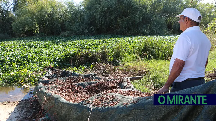 APA ainda sem datas para remover os jacintos de água do Sorraia