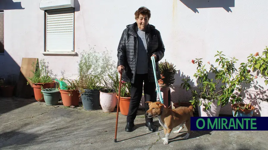 Cão alerta para fogo em Marinhais e salva casa de família Cão alerta para fogo em Marinhais e salva casa de família