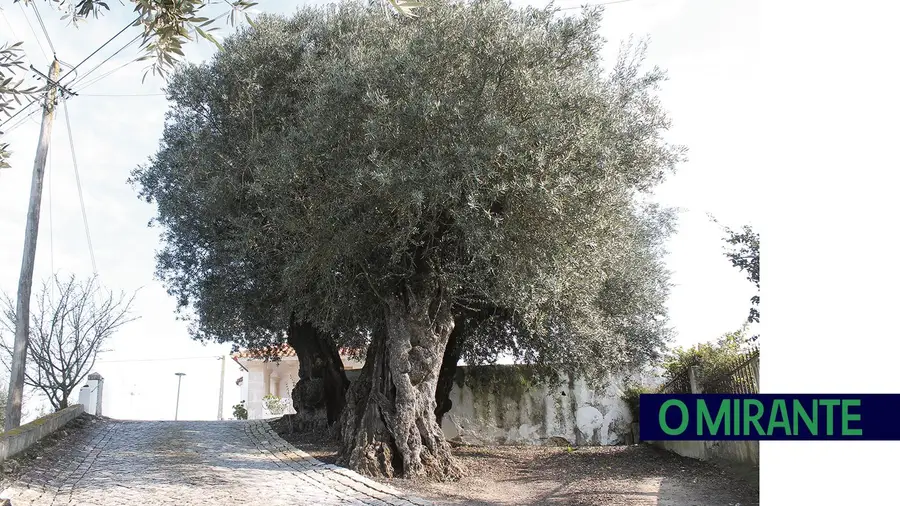 Oliveira de Casais de São Brás é um monumento com 3 milénios