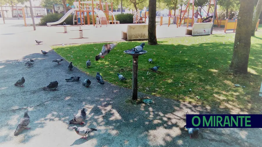 Mais uma tentativa para controlar praga de pombos em Santarém Mais uma tentativa para controlar praga de pombos em Santarém