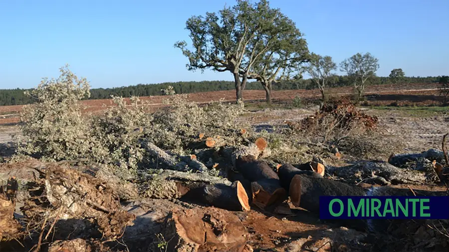 Construção de mega parque solar entre Santarém e Cartaxo gera críticas