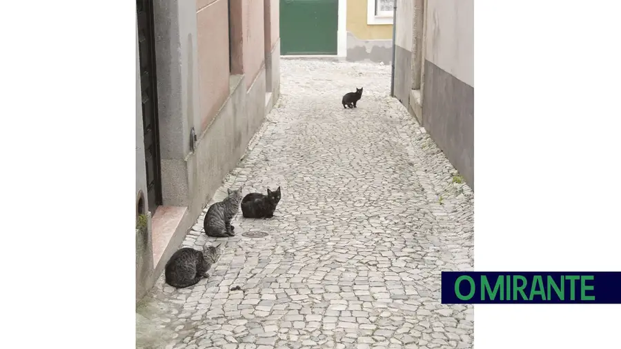 Santarém quer controlar colónias de gatos espalhadas pela cidade