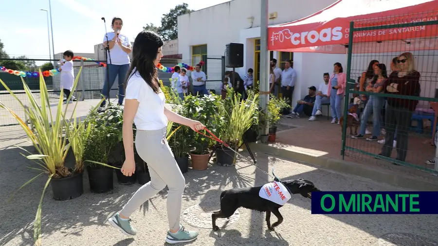 Arraial do Cão animou canil de Santarém Arraial do Cão animou canil de Santarém