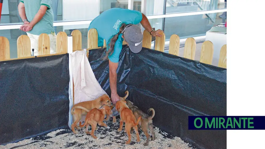 Recolha de cadáveres de animais em VFX aumentou 70% em dois meses